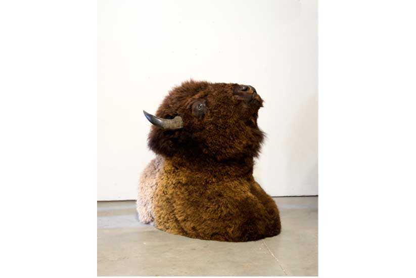 American Buffalo